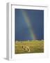 Rainbow over Sheep Grazing on Exmoor, Somerset, England, United Kingdom, Europe-Rob Cousins-Framed Photographic Print