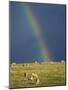 Rainbow over Sheep Grazing on Exmoor, Somerset, England, United Kingdom, Europe-Rob Cousins-Mounted Photographic Print