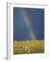 Rainbow over Sheep Grazing on Exmoor, Somerset, England, United Kingdom, Europe-Rob Cousins-Framed Photographic Print