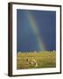 Rainbow over Sheep Grazing on Exmoor, Somerset, England, United Kingdom, Europe-Rob Cousins-Framed Photographic Print