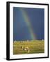 Rainbow over Sheep Grazing on Exmoor, Somerset, England, United Kingdom, Europe-Rob Cousins-Framed Photographic Print