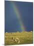 Rainbow over Sheep Grazing on Exmoor, Somerset, England, United Kingdom, Europe-Rob Cousins-Mounted Photographic Print