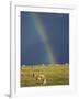 Rainbow over Sheep Grazing on Exmoor, Somerset, England, United Kingdom, Europe-Rob Cousins-Framed Photographic Print