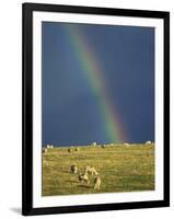 Rainbow over Sheep Grazing on Exmoor, Somerset, England, United Kingdom, Europe-Rob Cousins-Framed Photographic Print