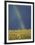 Rainbow over Sheep Grazing on Exmoor, Somerset, England, United Kingdom, Europe-Rob Cousins-Framed Photographic Print