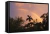 Rainbow Palms-Robert Goldwitz-Framed Stretched Canvas