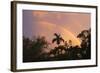 Rainbow Palms-Robert Goldwitz-Framed Photographic Print