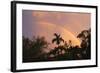Rainbow Palms-Robert Goldwitz-Framed Photographic Print