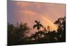 Rainbow Palms-Robert Goldwitz-Mounted Photographic Print