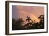 Rainbow Palms-Robert Goldwitz-Framed Photographic Print