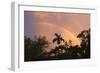 Rainbow Palms-Robert Goldwitz-Framed Photographic Print