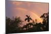 Rainbow Palms-Robert Goldwitz-Mounted Photographic Print