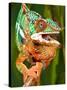 Rainbow Panther Chameleon, Fucifer Pardalis, Native to Madagascar-David Northcott-Stretched Canvas