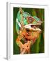 Rainbow Panther Chameleon, Fucifer Pardalis, Native to Madagascar-David Northcott-Framed Premium Photographic Print