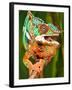 Rainbow Panther Chameleon, Fucifer Pardalis, Native to Madagascar-David Northcott-Framed Premium Photographic Print