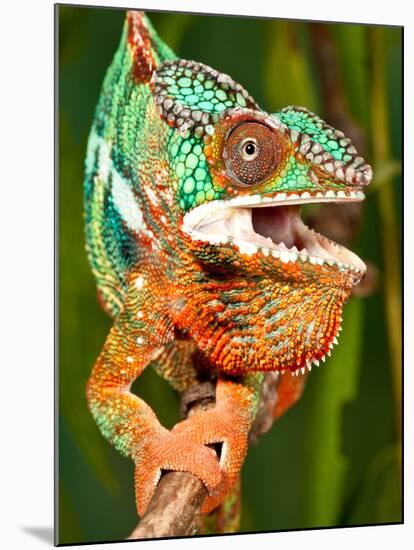 Rainbow Panther Chameleon, Fucifer Pardalis, Native to Madagascar-David Northcott-Mounted Premium Photographic Print