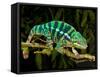 Rainbow Panther Chameleon, Fucifer Pardalis, Native to Madagascar-David Northcott-Framed Stretched Canvas