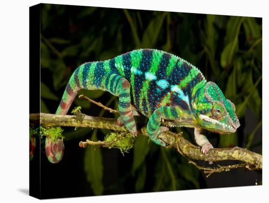 Rainbow Panther Chameleon, Fucifer Pardalis, Native to Madagascar-David Northcott-Stretched Canvas