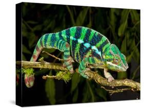 Rainbow Panther Chameleon, Fucifer Pardalis, Native to Madagascar-David Northcott-Stretched Canvas