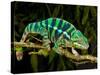 Rainbow Panther Chameleon, Fucifer Pardalis, Native to Madagascar-David Northcott-Stretched Canvas