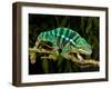 Rainbow Panther Chameleon, Fucifer Pardalis, Native to Madagascar-David Northcott-Framed Photographic Print