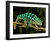 Rainbow Panther Chameleon, Fucifer Pardalis, Native to Madagascar-David Northcott-Framed Photographic Print