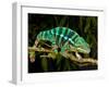 Rainbow Panther Chameleon, Fucifer Pardalis, Native to Madagascar-David Northcott-Framed Photographic Print