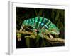 Rainbow Panther Chameleon, Fucifer Pardalis, Native to Madagascar-David Northcott-Framed Photographic Print