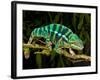 Rainbow Panther Chameleon, Fucifer Pardalis, Native to Madagascar-David Northcott-Framed Photographic Print