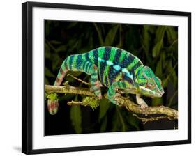 Rainbow Panther Chameleon, Fucifer Pardalis, Native to Madagascar-David Northcott-Framed Photographic Print