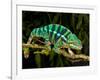 Rainbow Panther Chameleon, Fucifer Pardalis, Native to Madagascar-David Northcott-Framed Photographic Print