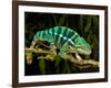 Rainbow Panther Chameleon, Fucifer Pardalis, Native to Madagascar-David Northcott-Framed Photographic Print