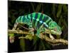 Rainbow Panther Chameleon, Fucifer Pardalis, Native to Madagascar-David Northcott-Mounted Photographic Print