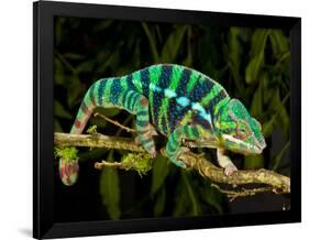 Rainbow Panther Chameleon, Fucifer Pardalis, Native to Madagascar-David Northcott-Framed Photographic Print