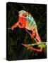 Rainbow Panther Chameleon, Fucifer Pardalis, Native to Madagascar-David Northcott-Stretched Canvas