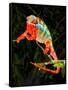 Rainbow Panther Chameleon, Fucifer Pardalis, Native to Madagascar-David Northcott-Framed Stretched Canvas