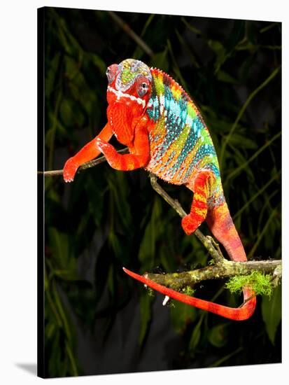 Rainbow Panther Chameleon, Fucifer Pardalis, Native to Madagascar-David Northcott-Stretched Canvas