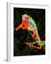 Rainbow Panther Chameleon, Fucifer Pardalis, Native to Madagascar-David Northcott-Framed Premium Photographic Print