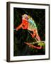 Rainbow Panther Chameleon, Fucifer Pardalis, Native to Madagascar-David Northcott-Framed Premium Photographic Print