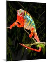 Rainbow Panther Chameleon, Fucifer Pardalis, Native to Madagascar-David Northcott-Mounted Premium Photographic Print