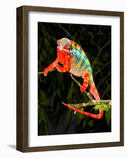 Rainbow Panther Chameleon, Fucifer Pardalis, Native to Madagascar-David Northcott-Framed Photographic Print