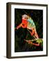 Rainbow Panther Chameleon, Fucifer Pardalis, Native to Madagascar-David Northcott-Framed Photographic Print