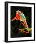 Rainbow Panther Chameleon, Fucifer Pardalis, Native to Madagascar-David Northcott-Framed Photographic Print