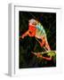 Rainbow Panther Chameleon, Fucifer Pardalis, Native to Madagascar-David Northcott-Framed Photographic Print