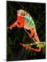 Rainbow Panther Chameleon, Fucifer Pardalis, Native to Madagascar-David Northcott-Mounted Photographic Print