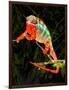 Rainbow Panther Chameleon, Fucifer Pardalis, Native to Madagascar-David Northcott-Framed Photographic Print