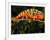 Rainbow Panther Chameleon, Fucifer Pardalis, Native to Madagascar-David Northcott-Framed Photographic Print