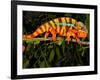 Rainbow Panther Chameleon, Fucifer Pardalis, Native to Madagascar-David Northcott-Framed Photographic Print