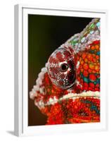 Rainbow Panther Chameleon, Fucifer Pardalis, Native to Madagascar-David Northcott-Framed Premium Photographic Print