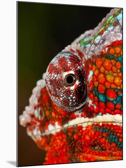 Rainbow Panther Chameleon, Fucifer Pardalis, Native to Madagascar-David Northcott-Mounted Premium Photographic Print